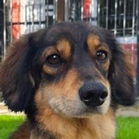 POLLY-freundliche, neugierige Jung-Hündin,30 cm, Hündin zur Adoption