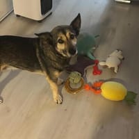 Barney, toller Mischlingsrüde, Hund zur Adoption