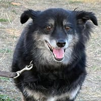 🐾 Lischen  eine besondere kleine Dreibeinerin, Hündin zur Adoption