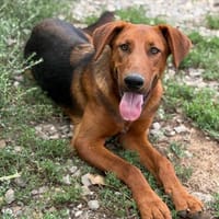 PETAR  Ein lieber Kerl mit Jagdhund-Charme, Hund zur Adoption