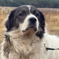 🐾 Baffi  eine entspannte Herdenschutzhündin, Hündin zur Adoption