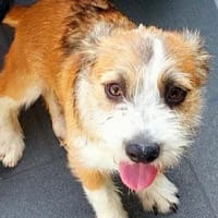 BASTI-kleiner Welpen-Rüde,großes Herz, 30 cm, Hund zur Adoption