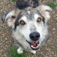 Niko - wartet in 97440 Werneck, Hündin zur Adoption