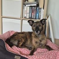 Eda - wartet in 72108 Rottenburg am Neckar, Hündin zur Adoption