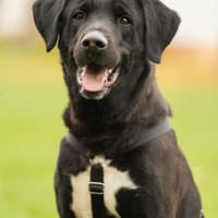 Mika sucht ein hundeerfahrenes Zuhause, Hund zur Adoption