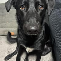 Fio sucht hunderefahrenes Zuhause, Hund zur Adoption