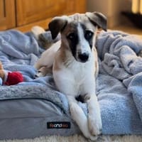 Winny sucht ein ruhiges Zuhause, Hund zur Adoption