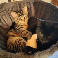 Unsere Flaschenkinder suchen ihr Glück, Katze zur Adoption