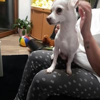 SMOOTHIE - ich brauche es eher ruhig zum entspannen, Hund zur Adoption