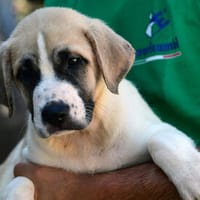 Familie für Poppy gesucht, Hund zur Adoption