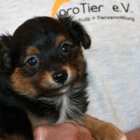 Argento freut sich auf Sie!, Hund zur Adoption