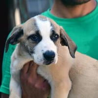 Möchten Sie Petunia eine Chance geben?, Hündin zur Adoption