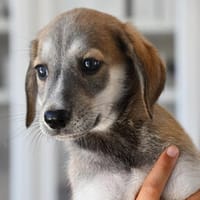 Darf Saverio zu Ihnen gehören?, Hund zur Adoption