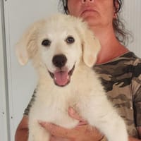 Marita sucht ihr Traumzuhause, Hündin zur Adoption
