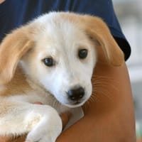 Sergio sucht sein Körbchen, Hund zur Adoption