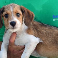Tequila wünscht sich Zuwendung, Hündin zur Adoption