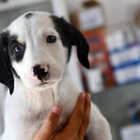 Goldiger Salvo sucht Zuhause, Hund zur Adoption