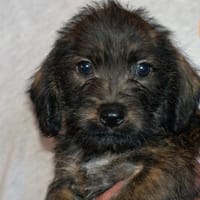 Pupo möchte behütet aufwachsen, Hund zur Adoption