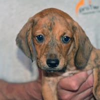 Geben Sie Pucci eine Chance?, Hund zur Adoption