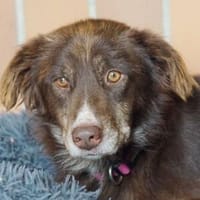 ANSCHI - wartet schon so lange 😢, Hündin zur Adoption