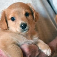 Geben Sie Annino eine Chance auf sein Glück?, Hund zur Adoption