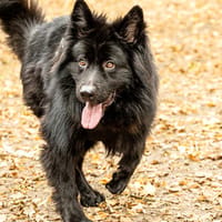 Buggie, lebensfroher Rüde, ca. 10 Jahre, Hund zur Adoption