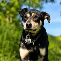 Best Buddy sucht Zuhause, Hund zur Adoption