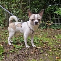 Eco sucht sein Zuhause, Hund zur Adoption