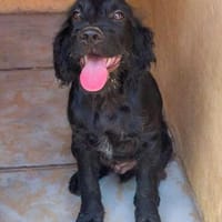 Rómulo wartet auf seine Familie, Hund zur Adoption