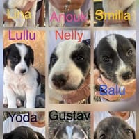 Unsere 11er Welpen ❤💙, Hund zur Adoption