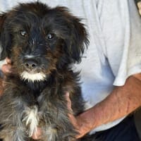 Lord wünscht sich ein glückliches Leben, Hund zur Adoption