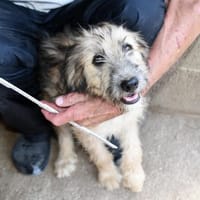 Lussi wünscht sich ein glückliches Hundeleben, Hündin zur Adoption
