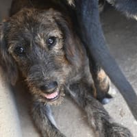 Lara wünscht sich eine eigene Familie, Hündin zur Adoption