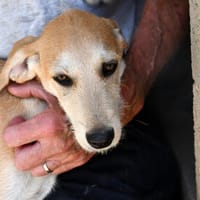 Lullo sucht seine Familie, Hund zur Adoption