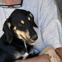 Begleitet Luca Sie durch Ihr Leben?, Hund zur Adoption