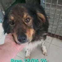Ayko,ein wunderschöner,freundlicher Rüde, Hund zur Adoption