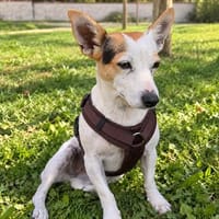 Tolle Fine sucht ihr Zuhause, Hündin zur Adoption
