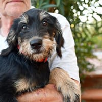 Möchten Sie Saro bei sich aufnehmen?, Hund zur Adoption