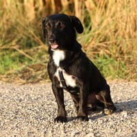Micky, fröhlicher Dackelmix, ca. 1 Jahr, Hund zur Adoption
