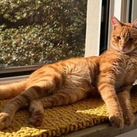 Frapas, liebenswerter Sonnenschein, Kater zur Adoption