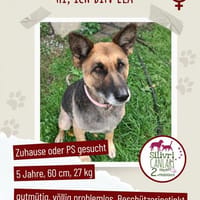 Schäferhündin-Ela sucht ein Zuhause, Hündin zur Adoption