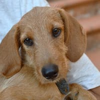 Darf Sergiolo Ihr Leben bereichern?, Hund zur Adoption