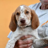 Übernehmen Sie Verantwortung für Enrico?, Hund zur Adoption
