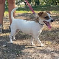 Pitufa sucht ihre Familie, Hündin zur Adoption