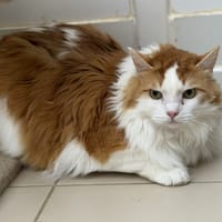 LEON A17577, chat à adopter