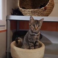Réservée Apia, chatte à adopter