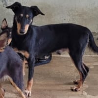 JOSE OAA20134, chien à adopter