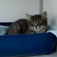 Mana, chatte à adopter