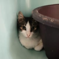 MA PRINCESSE, chatte à adopter