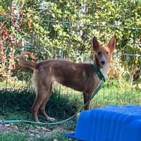 SIDONIE OAA20131, chienne à adopter